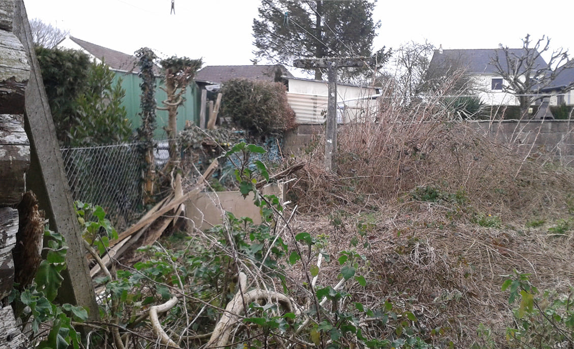 jardin envahi par des branches et mauvaises herbes